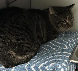 Shelter Stray Male Cat last seen Apt 269,975 E 6600 S, MURRAY CITY, UT, 84121, 511 W 3900 S, Salt Lake City, UT 84123, USA