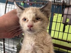 Shelter Stray Female Cat last seen Apt 3207,7400 S State Street, Midvale, UT, 84047, 511 W 3900 S, Salt Lake City, UT 84123, USA