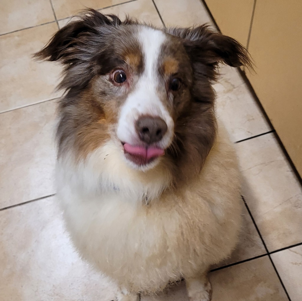 Shelter Stray Male Dog last seen Owner Surrender, OR, 1700 W Historic Columbia River Hwy, Troutdale, OR 97060, USA