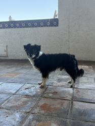 Found/Stray Male Dog last seen Skyline Dr, La Habra Heights, CA 90631