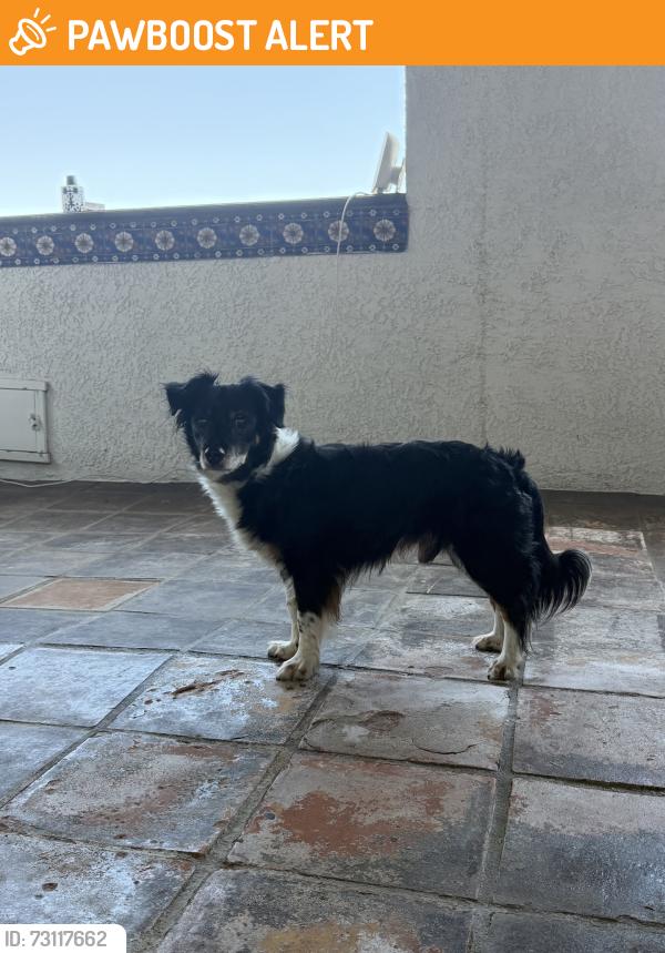 Found/Stray Male Dog last seen Skyline Dr, La Habra Heights, CA 90631