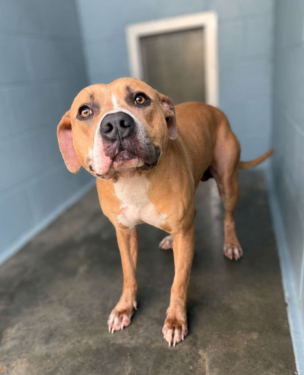 Shelter Stray Male Dog last seen Near Carmen Street, LAFAYETTE, LA, 70507, 410 Dugas Rd, Lafayette, LA 70507, USA