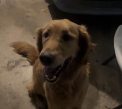 Reunited Male Dog last seen Sara rd / Birkenhead rd, Yukon, OK 73099