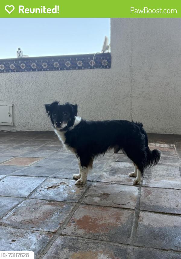 Reunited Male Dog last seen Ardsheal Dr, La Habra Heights, CA 90631, USA, La Habra Heights, CA 90631