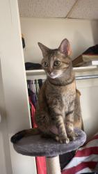Lost Female Cat last seen 16th and cherry street, Erie, PA 16502