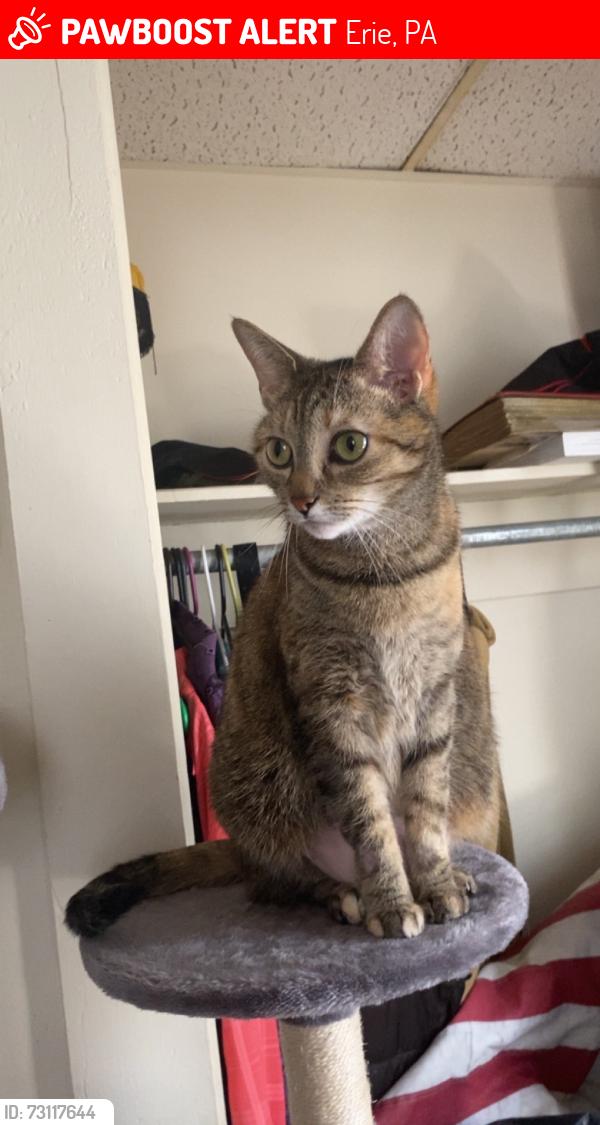 Lost Female Cat last seen 16th and cherry street, Erie, PA 16502