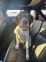 Reunited Female Dog last seen Jones Custom Collision, Excelsior Springs, MO 64024