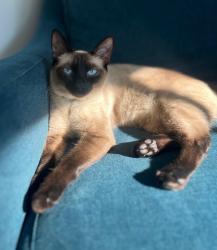 Reunited Male Cat last seen Near N Vista Bonita Ave, Glendora, CA 91741, USA, Glendora, CA 91741