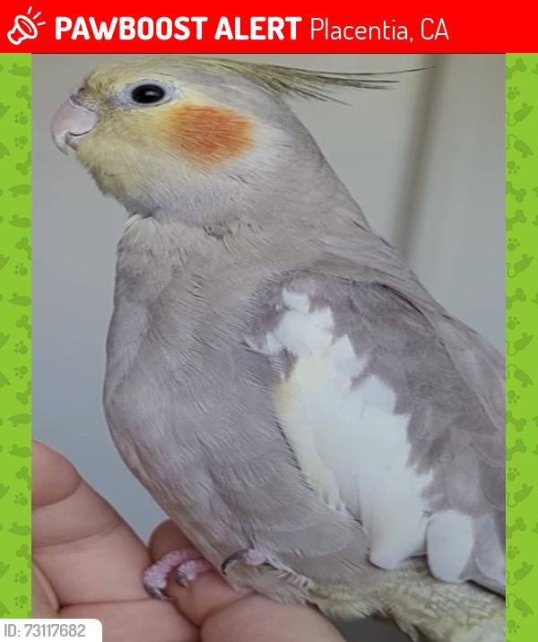 Lost Female Bird last seen Flew past above crunch fitness, Placentia, CA 92870