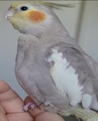 Lost Female Bird last seen Flew past above crunch fitness, Placentia, CA 92870