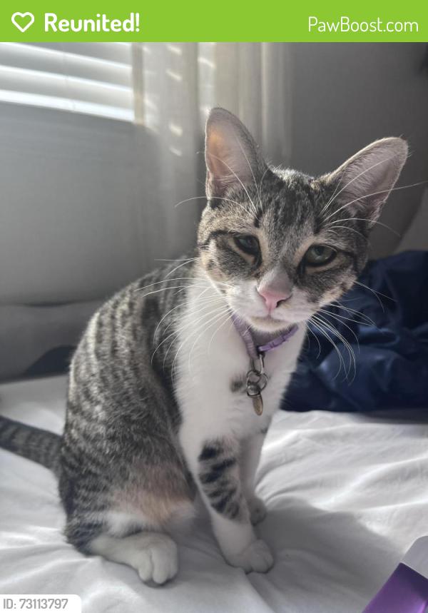 Reunited Female Cat last seen Near 20 Mile Road, Kent City, MI 49330