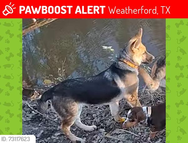 Lost Female Dog last seen Near Brock, Weatherford, TX 76086