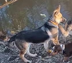 Lost Female Dog last seen Near Brock, Weatherford, TX 76086