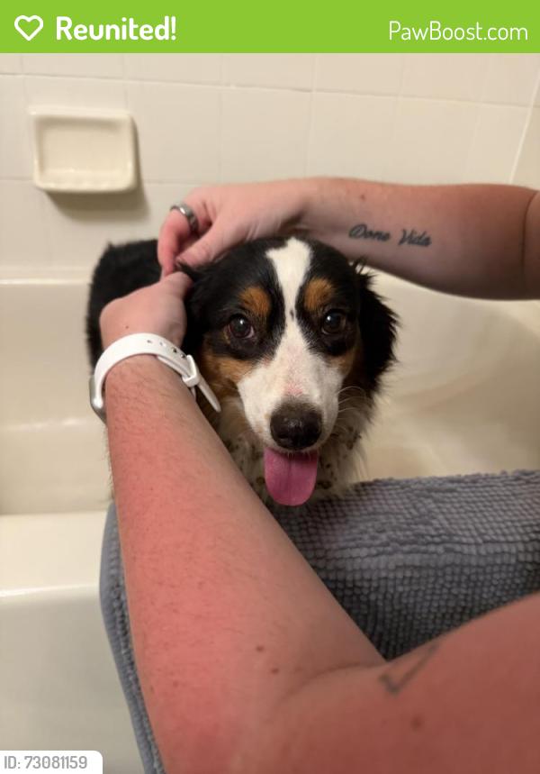 Reunited Female Dog last seen Intersection of Champions and International Golf Drive, Daytona Beach, FL 32124