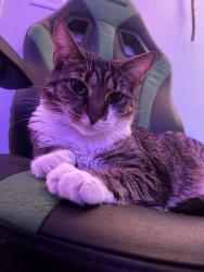 Lost Female Cat last seen Rabbit Rd Bridge, Greencastle, PA 17225