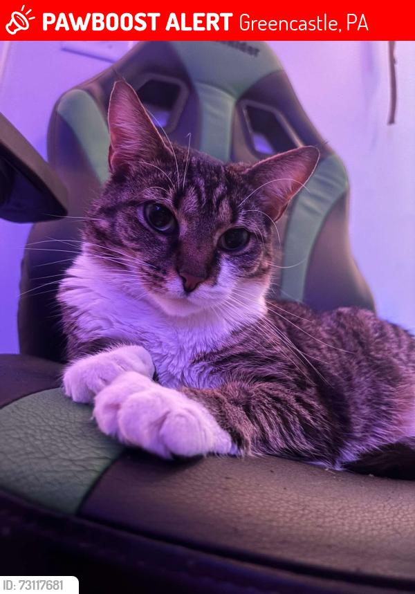 Lost Female Cat last seen Rabbit Rd Bridge, Greencastle, PA 17225