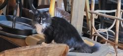 Lost Female Cat last seen Near Jeremiah Road, Newtown, CT 06482