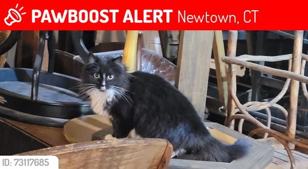 Lost Female Cat last seen Near Jeremiah Road, Newtown, CT 06482