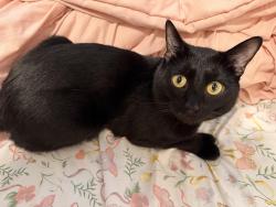 Found/Stray Male Cat last seen Crocker park, Westlake, OH 44145