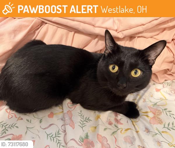 Found/Stray Male Cat last seen Crocker park, Westlake, OH 44145