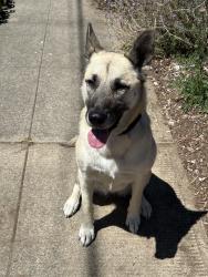 Found/Stray Male Dog last seen Farragut headed toward lombard, Portland, OR 97217