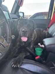 Reunited Male Dog last seen Near N 69 Highway Excelsior Springs Mo, Excelsior Springs, MO 64024