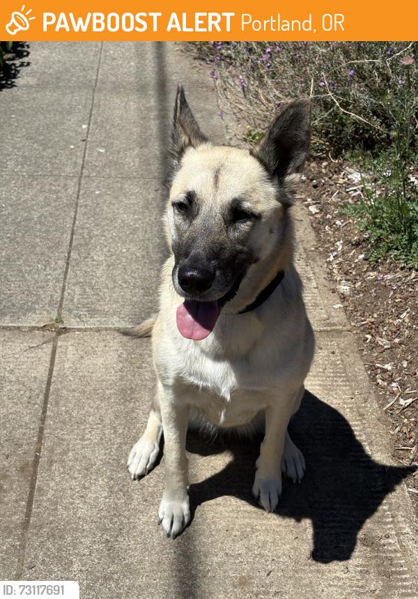 Found/Stray Male Dog last seen Farragut headed toward lombard, Portland, OR 97217