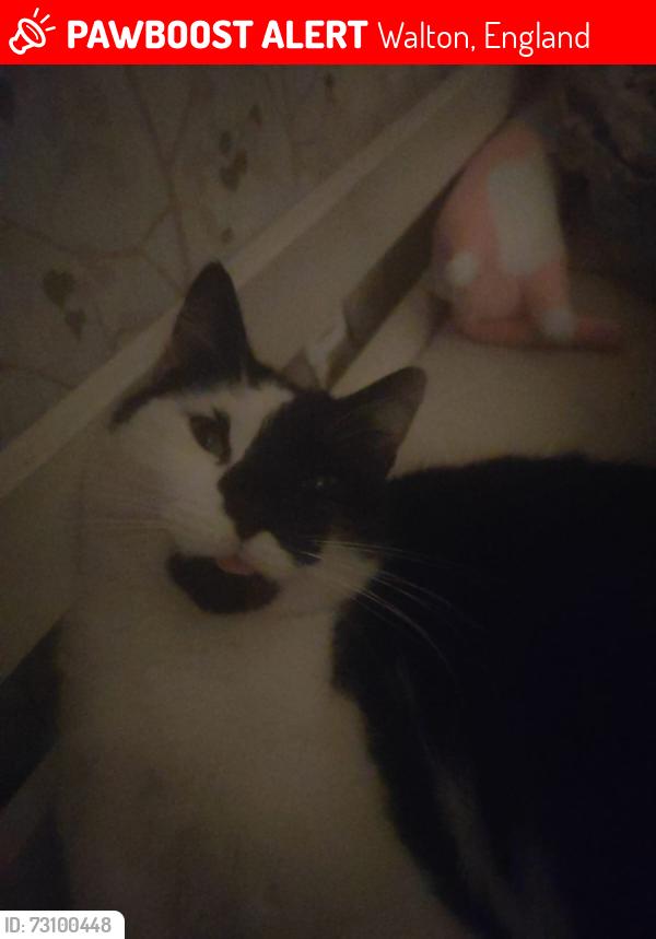 Lost Male Cat last seen Lincoln road, Walton, England 