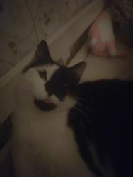 Lost Male Cat last seen Lincoln road, Walton, England 