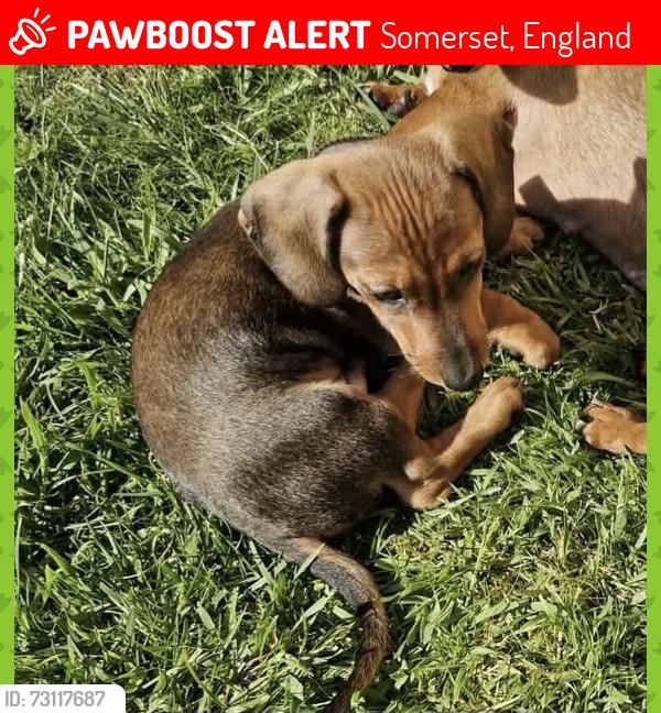 Lost Male Dog last seen Mundays mead, Somerset, England 