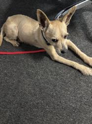 Reunited Male Dog last seen Near Comfort Ln., Durham, NC 27705
