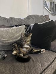 Reunited Male Cat last seen Norbury train station, Greater London, England 