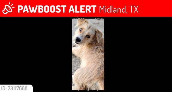 Lost Male Dog last seen South side Walmart off I 20 Midland, Midland, TX 79701