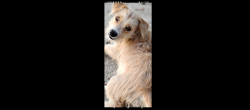 Lost Male Dog last seen South side Walmart off I 20 Midland, Midland, TX 79701
