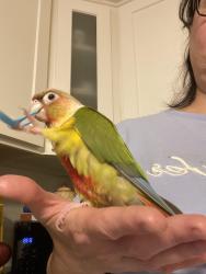 Lost Unknown Bird last seen Bernie Arbor Stadium on Upper Kenilworth, Hamilton, ON 