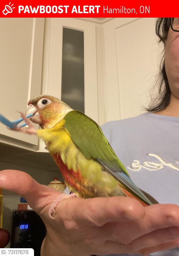 Lost Unknown Bird last seen Bernie Arbor Stadium on Upper Kenilworth, Hamilton, ON 