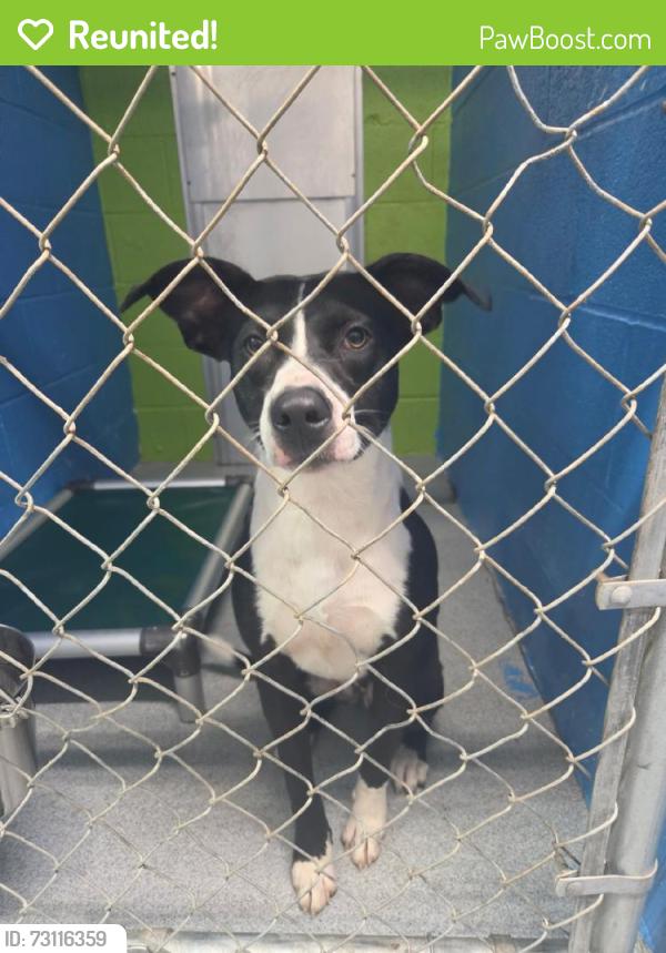 Reunited Female Dog last seen Near N Pennsylvania Ave, The Village, OK 73120, USA, The Village, OK 73120