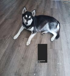 Found/Stray Female Dog last seen Grape st, Los Angeles, CA 90002