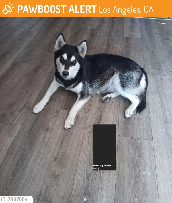 Found/Stray Female Dog last seen Grape st, Los Angeles, CA 90002
