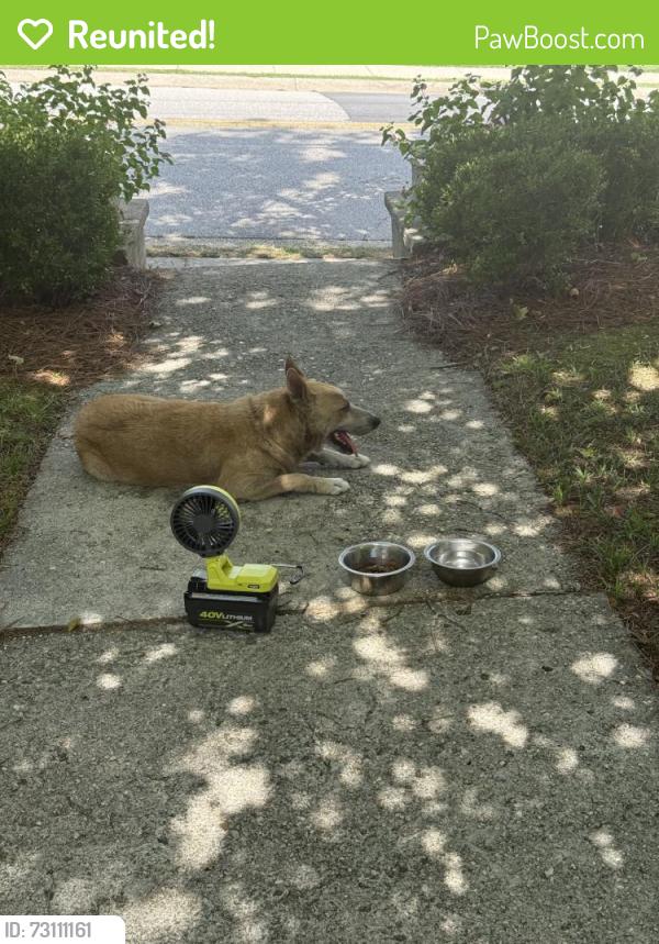 Reunited Female Dog last seen Westmont Dr, Fayetteville, NC, USA, Fayetteville, NC 28303