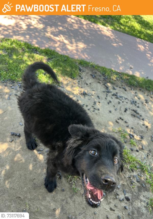 Found/Stray Male Dog last seen Shields west, Fresno, CA 93705