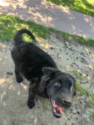 Found/Stray Male Dog last seen Shields west, Fresno, CA 93705