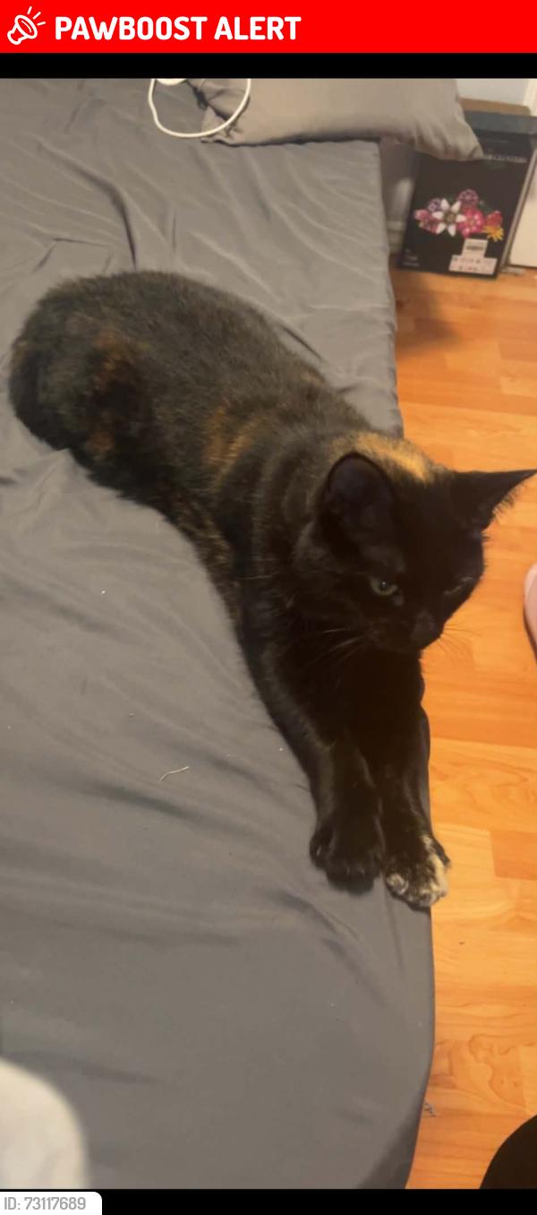 Lost Female Cat last seen Whittaker st, park lawn cemetary, Greater Sudbury, ON 