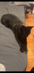 Lost Female Cat last seen Whittaker st, park lawn cemetary, Greater Sudbury, ON 