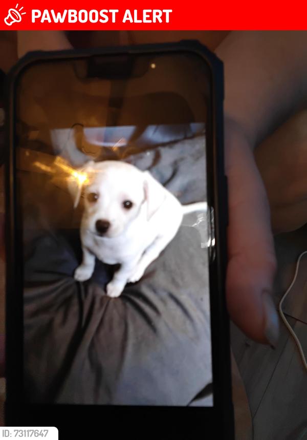 Lost Male Dog last seen Gallagher road, Hillsborough County, FL 33565