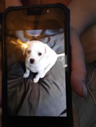 Lost Male Dog last seen Gallagher road, Hillsborough County, FL 33565