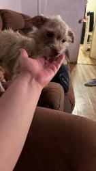 Lost Female Dog last seen Lecompte place, San Antonio, TX 78214