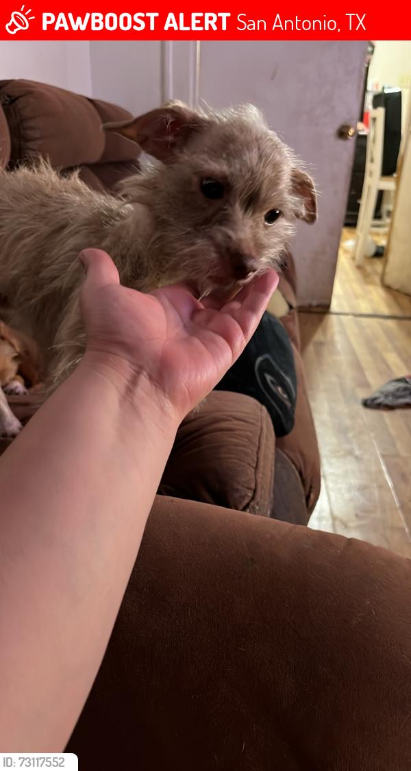 Lost Female Dog last seen Lecompte place, San Antonio, TX 78214