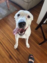 Found/Stray Female Dog last seen On Peninsula Dr between Long Street Elementary and Silver Beach, Daytona Beach, FL 32118