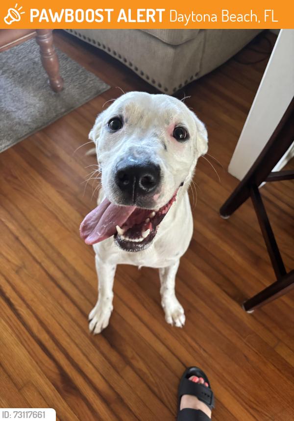 Found/Stray Female Dog last seen On Peninsula Dr between Long Street Elementary and Silver Beach, Daytona Beach, FL 32118